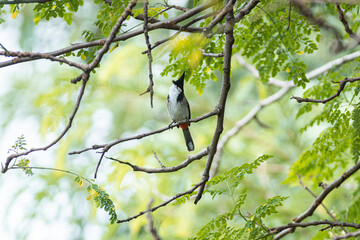 A Sooty-headed Bulbul on a branch a bird with hair style