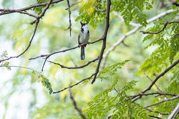 A Sooty-headed Bulbul on a branch a bird with hair style