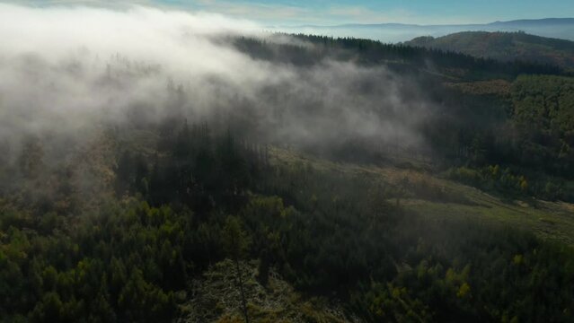 Treetops in inverted cloud cover. Deep forests in the Bavarian borderlands. Mixed forest is a source of renewable energy.