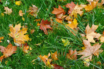 Multicolored maple leaves lie on the grass. Lawn with green grass covered with fallen yellow maple leaves. Red and yellow maple leaves in green grass. Autumn November in the park