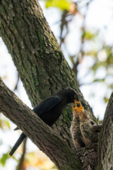 Close-up of a common blackbird feeding its young