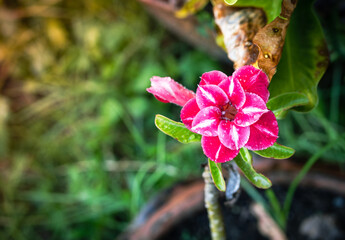 Azalea flowers,Roses of the Desert ,Potted plants, ornamental plants that are drought tolerant. Pink flowers and beautiful shrubs.