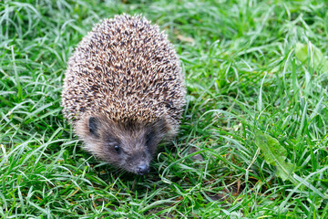 Close-up of a young hedgehog. Wild hedgehog in natural garden habitat on green grass lawn and facing forwards.