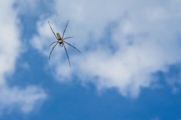 The spider vs the flies in the round net