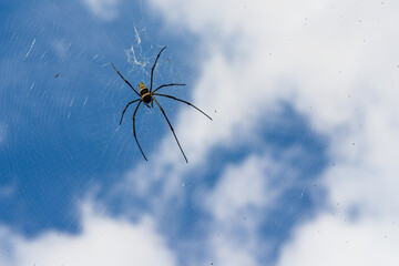 The spider vs the flies in the round net