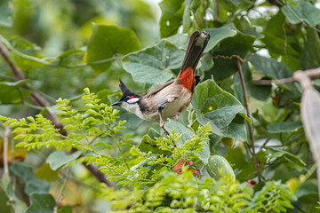 A Sooty-headed Bird Eating