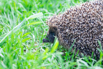 Close-up of a young hedgehog. Wild hedgehog in natural garden habitat on green grass lawn and facing forwards.