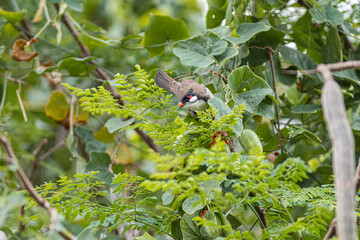 A Sooty-headed Bird Eating