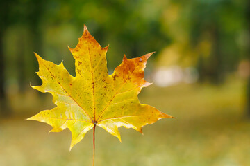 yellow autumn maple leaf close-up