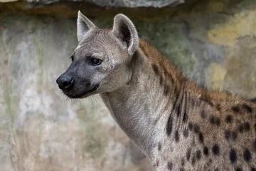 Foto op Canvas portret voor een gevlekte hyena © imphilip