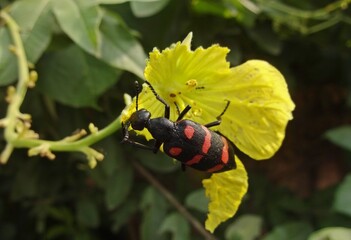 Blister beetle on yellow flower