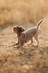 Bawiący się mały piesek © rozentuzjazmowany