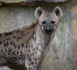 portrait  for a spotted hyena