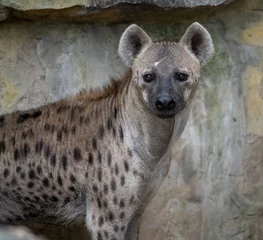Outdoor kussens portret voor een gevlekte hyena © imphilip