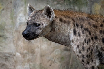 portrait  for a spotted hyena