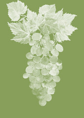 Watercolor pattern of grapes and leaves.Grape variety Cardinal.