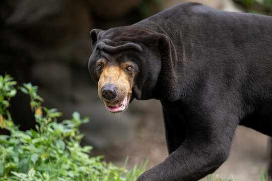 a sun bear come towards lens