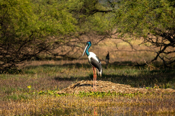 Black necked stork or ephippiorhynchus asiaticus bird habitat in a winter morning at scenic wetland of keoladeo national park bharatpur bird sanctuary rajasthan india asia