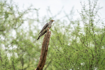 eurasian cuckoo or Common cuckoo or Cuculus canorus perched in natural scenic green background in rainy monsoon season at forest of rajasthan india asia