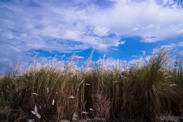 Autumn  icon White kans grass or saccharum spontaneum flowers under the day light blue sky