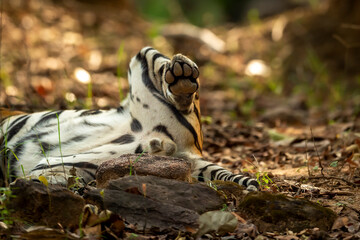 wild male bengal tiger paws closeup in natural green background at forest of india asia - panthera...