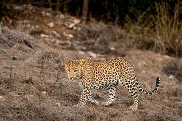 Fototapeten wild male leopard or panther or panthera pardus fusca side profile walking with eye contact in dry summer season at jhalana leopard reserve forest jaipur rajasthan india asia © Sourabh