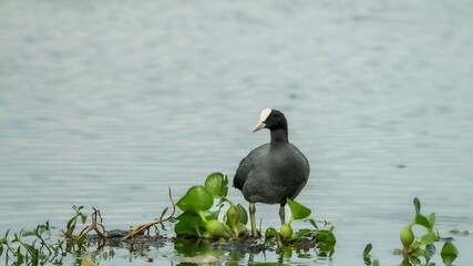 Eurasian coot (Fulica atra), also known as the common coot