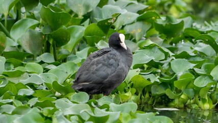 Eurasian coot (Fulica atra), also known as the common coot