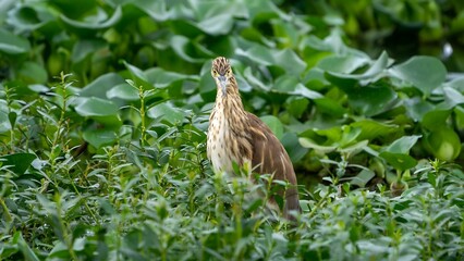 Pond herons (Ardeola) perched on a tree