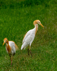 cattle egret or Bubulcus ibis in a breeding plumage in natural green background at keoladeo national park or bharatpur bird sanctuary rajasthan india asia