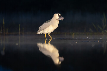 Black-crowned night heron (Nycticorax nycticorax) in the water