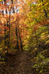 Fototapeta na wymiar 가을 색으로 한껏 물든 숲속