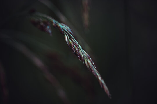 "Brin D'herbe" Imagens – Procure 328 fotos, vetores e vídeos | Adobe Stock