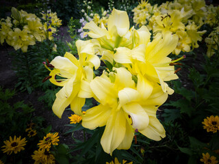 Yellow lily flowers in the garden.