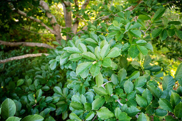 Magnolia leaves in the garden. Selective focus.