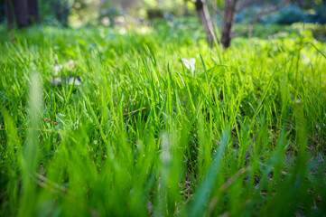 Fresh green grass as background. Selective focus with shallow depth of field.