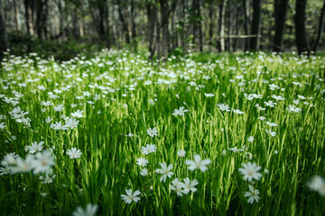 Tapis de fleurs blanches en sous bois dans la foret au printemps