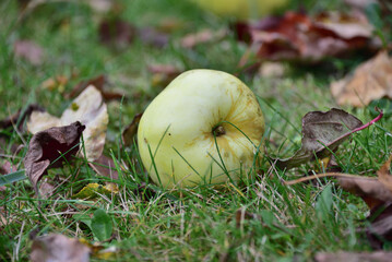 Jabłko które spadło na jesienną trawę - obrazy, fototapety, plakaty