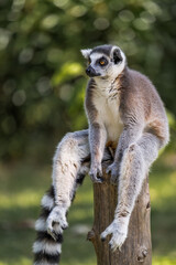 portrait for a sitting ring lemur © imphilip