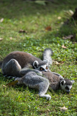 two ring lemurs sitting together