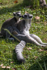 two ring lemurs sitting together