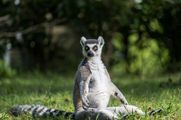 portrait for a sitting ring lemur