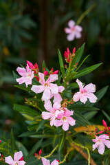 A beautiful blooming oleander flower in the park