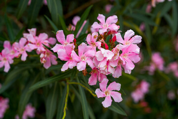 Fototapeta na wymiar A beautiful blooming oleander flower in the park