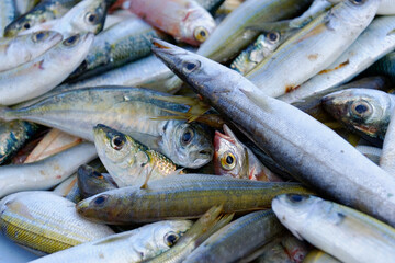 Verschiedene Mittelmeerfische, Fischmarkt am alten Hafen, Vieux Port, Marseille, Département...