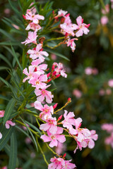 A beautiful blooming oleander flower in the park