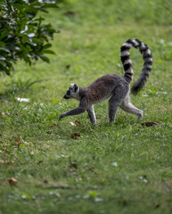 a ring lemur walking on grass ground