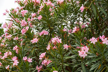 A beautiful blooming oleander flower in the park