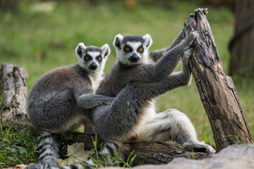 two ring lemurs sitting together © imphilip