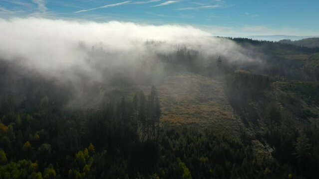Treetops in inverted cloud cover. Deep forests in the Bavarian borderlands. Mixed forest is a source of renewable energy.